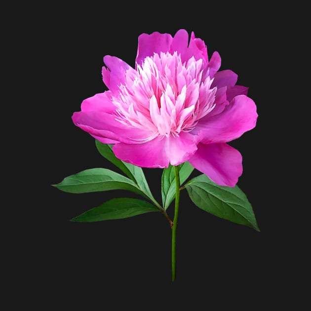 Peonies - One Pink Peony by SusanSavad