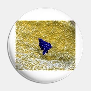 Juvenile Yellowtail Damselfish Pin