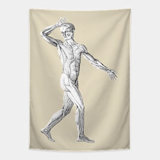 Vintage Human Anatomy Science, Muscles of the Male Body Tapestry