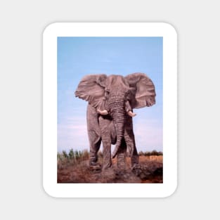 CHARGING BULL ELEPHANT Magnet