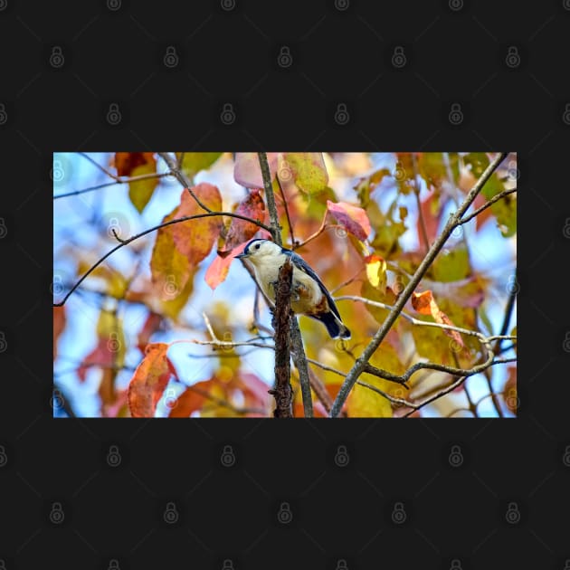 Nuthatch and Autumn Leaves by Colette22