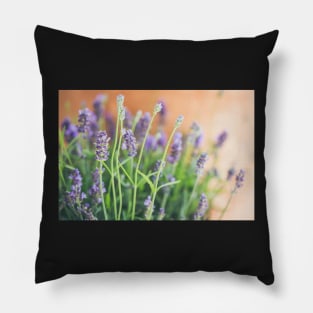 Lavender flowers in front of terracotta pot Pillow