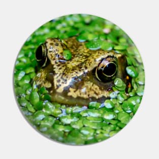 Frog hiding in the weeds Pin