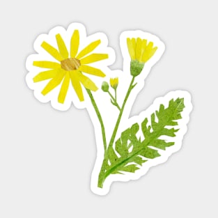 Ragwort / Cushag Magnet