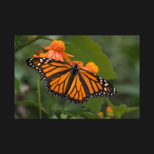 Monarch Wings Spread Wide on Mexican Flame T-Shirt