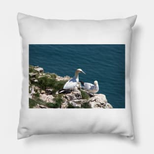 Pair of gannets at Bempton Cliffs Pillow