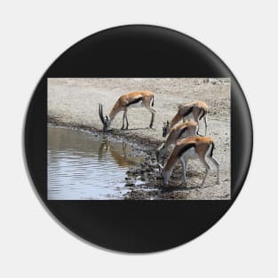 Thomson's Gazelles drinking, Serengeti, Tanzania. Pin