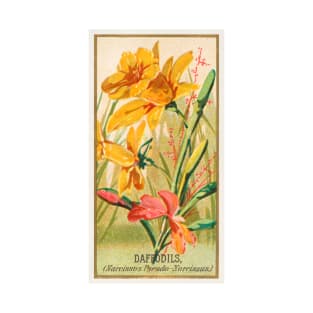 Daffodils (Narcissis Pseudo-Narcissus) T-Shirt