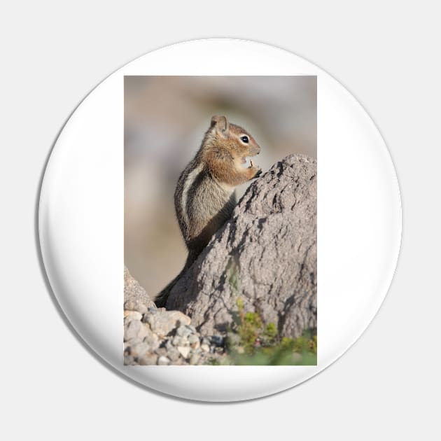 Cascade golden-mantled ground squirrel Pin by SDym Photography