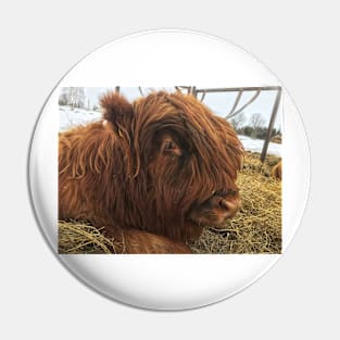 Scottish Highland Cattle Calf 1947 Pin