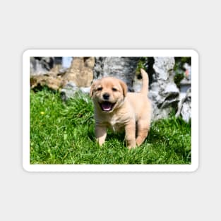 Labrador Puppies II / Swiss Artwork Photography Magnet