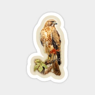 Red Tailed Hawk - Raptor Magnet