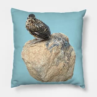 Fledgling on a Rock Pillow