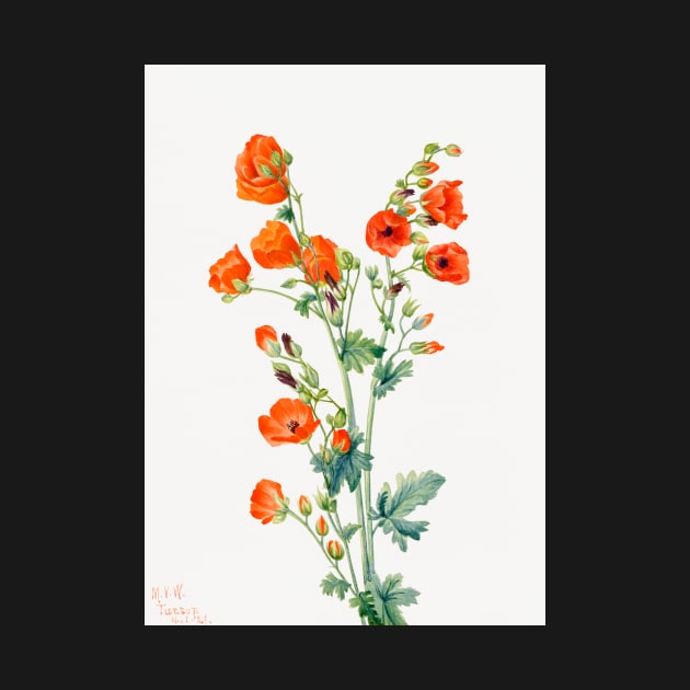 flowers painting, Scarlet Globe Mallow (1927) by Mary Vaux Walcott by T-SHIRT-2020