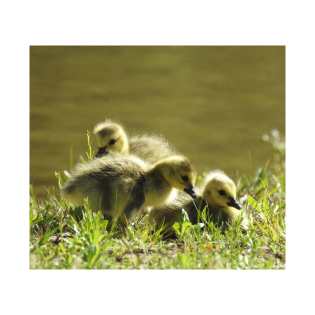 Baby goslings, Canadian Geese, wildlife gifts by sandyo2ly