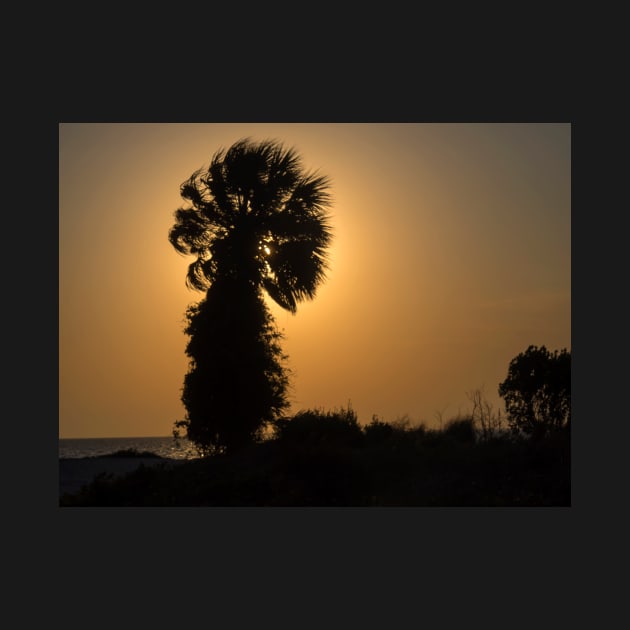 Palm Tree Silhouette by algill