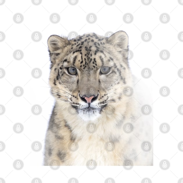 Snow Leopard by Jim Cumming