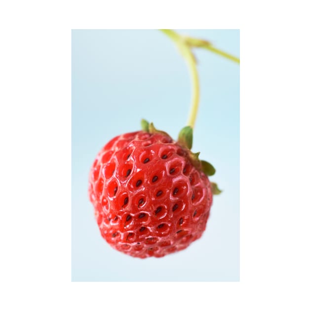 Fragaria x ananassa  &#39;Framberry&#39;  Strawberry by chrisburrows