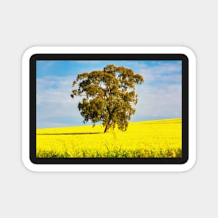 Canola field landscape Magnet