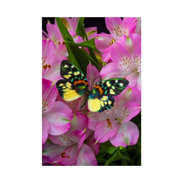 Rainbow Butterfly On Alstromeria Flowers by photogarry