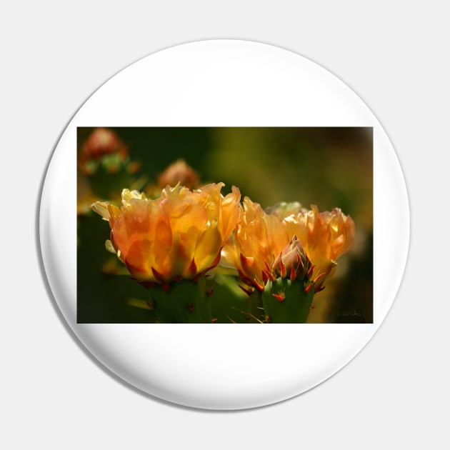 Warm Glow of Spring ~ Pancho Villa State Park, Columbus, NM Pin by VKPelham