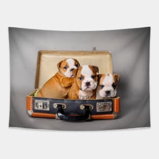 English bulldog puppies Tapestry