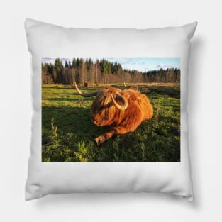 Scottish Highland Cattle Cow 2148 Pillow