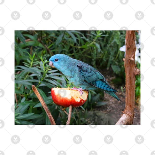 Blue Lineolated Parakeet on the Big Apple by walkswithnature