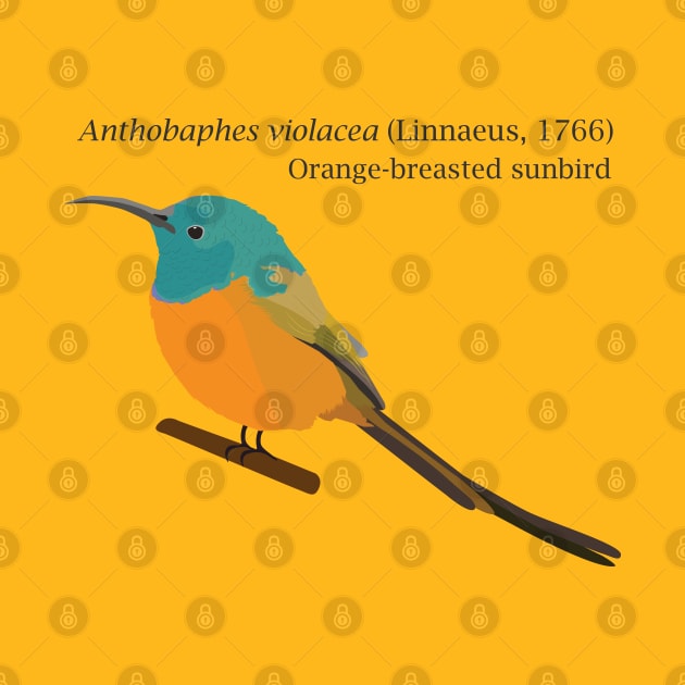 Orange-breasted sunbird by uncutcreations