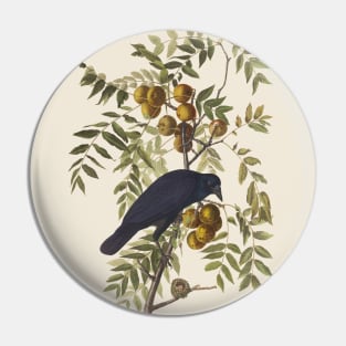 American Crow Antique Naturalist Illustration Pin