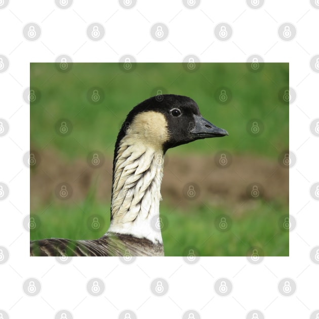 Nene - state bird of Hawaii by SDym Photography