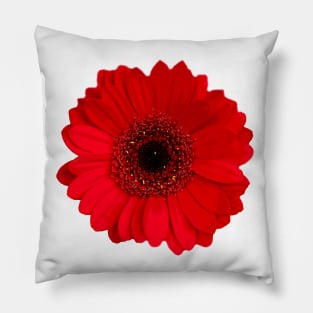 Red Gerbera daisy Flower Pillow