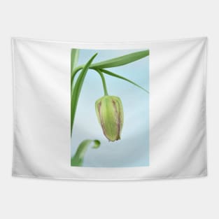 Fritillaria  Fritillary  April Tapestry