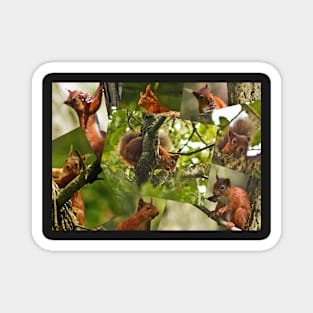 Red Squirrels Magnet