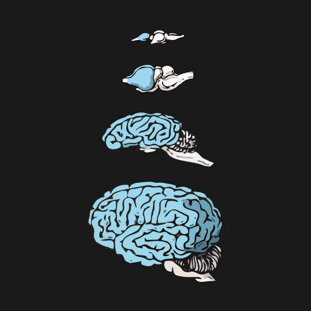 Neocortex Evolution by RosArt100