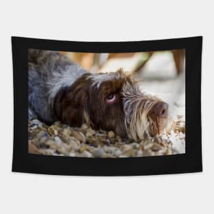 Looking up Spinone Tapestry