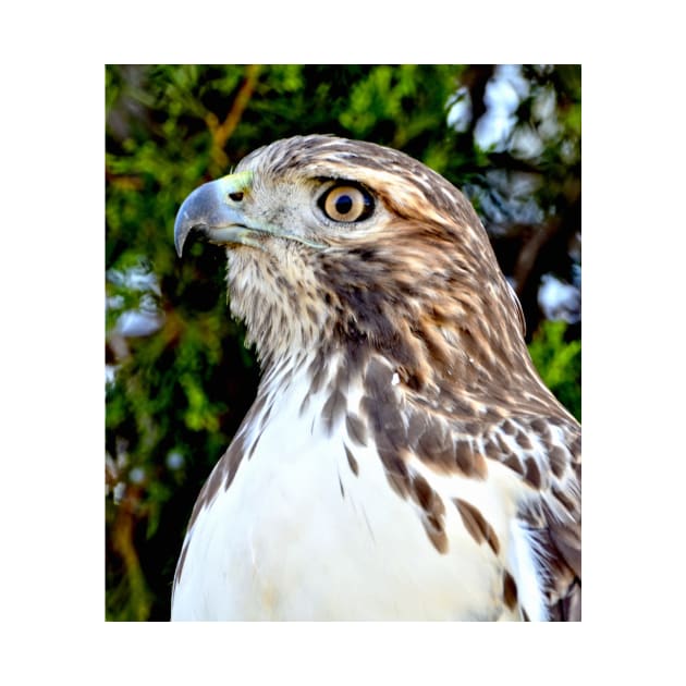 Red Tailed Hawk by Scubagirlamy