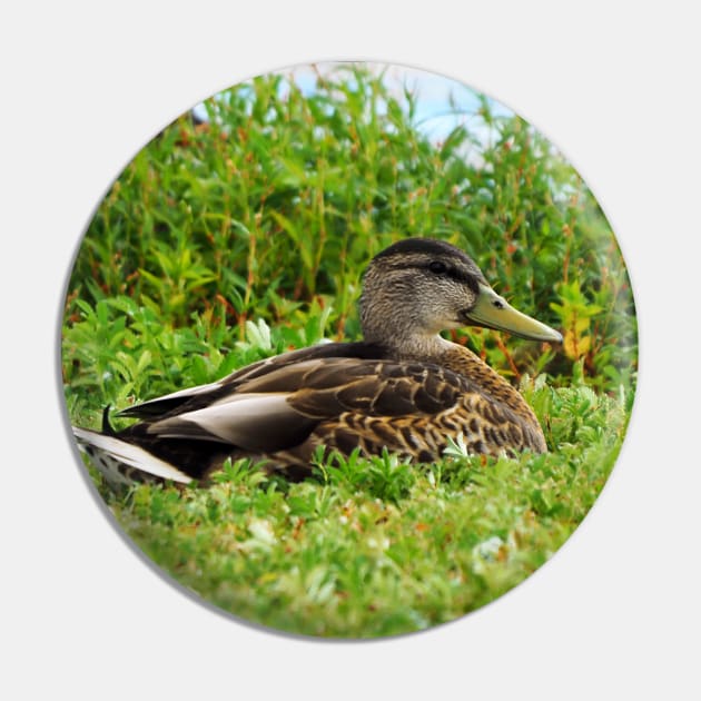 A Duck Resting In The Grass Pin by BackyardBirder