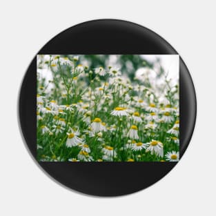 Wild camomiles Pin