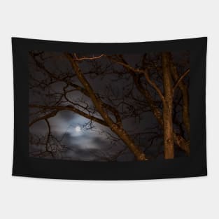 Full Moon Rising - 1 © Tapestry