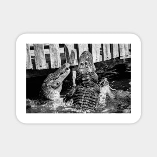 Gator time fight black and white Magnet