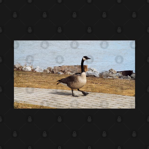 Canada Goose Walking On The Sidewalk by BackyardBirder