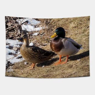 Male and Female Mallard Ducks Tapestry