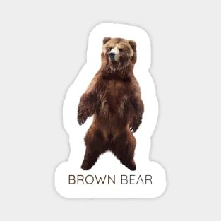 Brown Bear, Grizzly bear, Ursus arctos Magnet