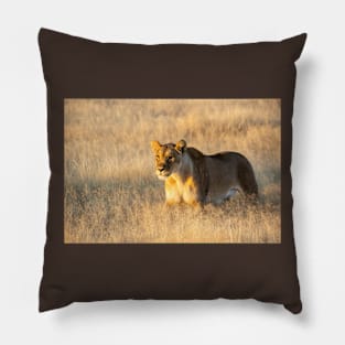 Lion in the grass. Pillow