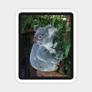 Australian Koala Magnet