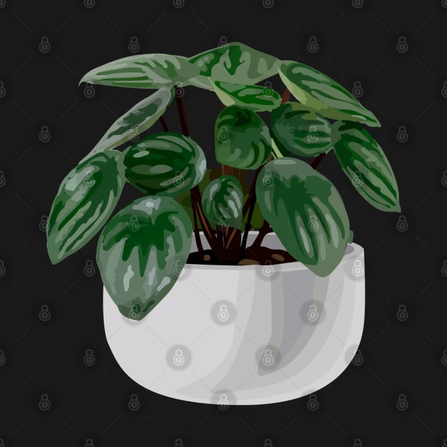 Peperomia argyreia watermelon by gronly