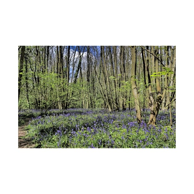 Everdon Stubbs Wood Bluebells by avrilharris