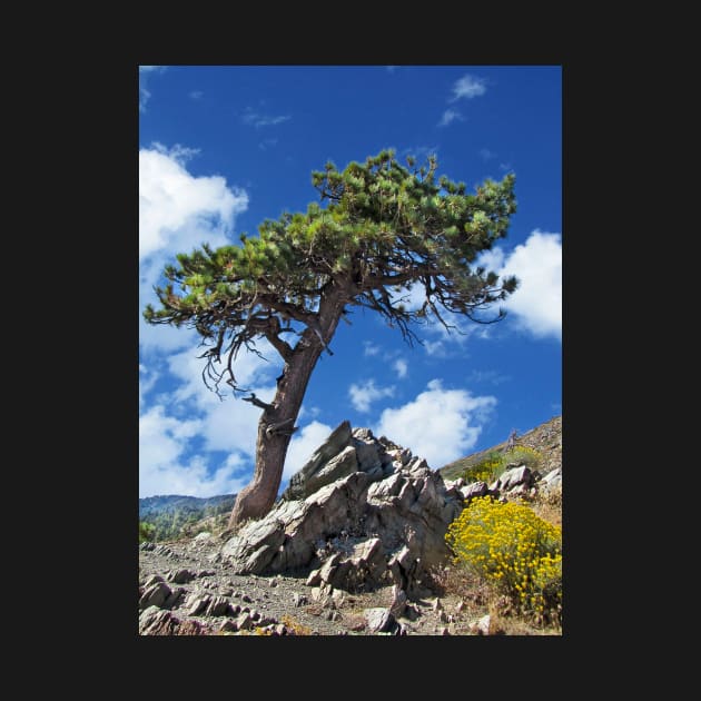 A Lonely Pine Tree by mariola5