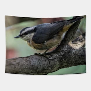 White Breasted Nuthatch. Tapestry